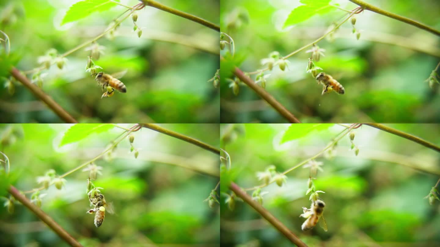 蜜蜂采蜜飞舞特写微距慢镜头