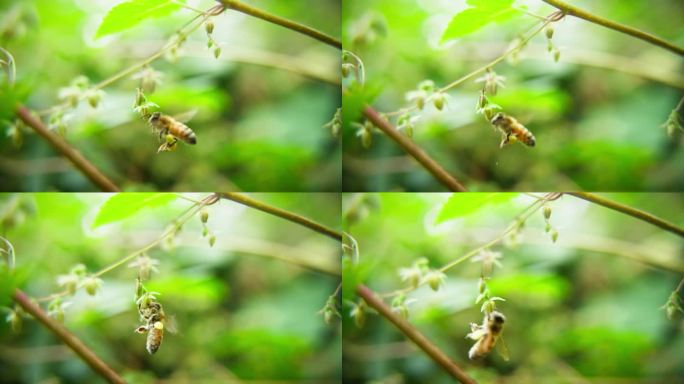 蜜蜂采蜜飞舞特写微距慢镜头