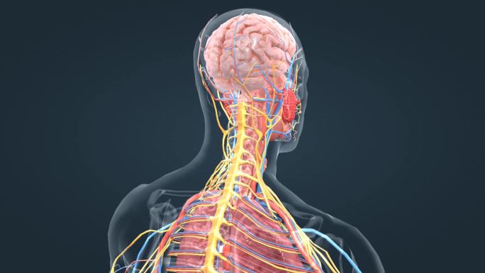 医学3D人体大脑神经三维动画特效素材