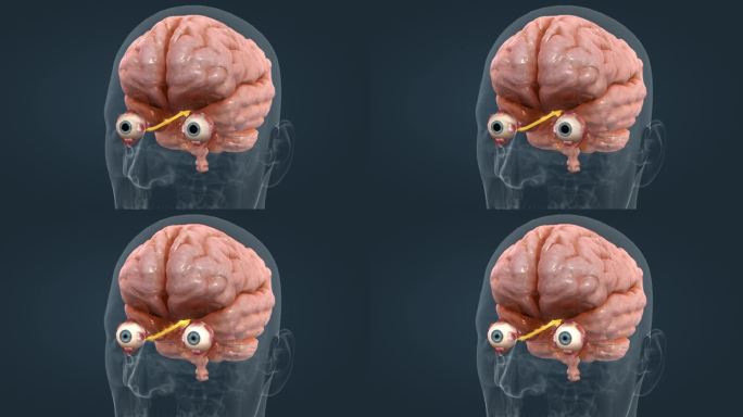 视神经 眼睛 眼球 眼珠医学人体器官动画