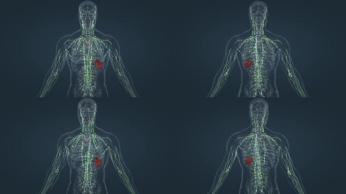 人体奥秘胰腺淋巴系统免疫系统