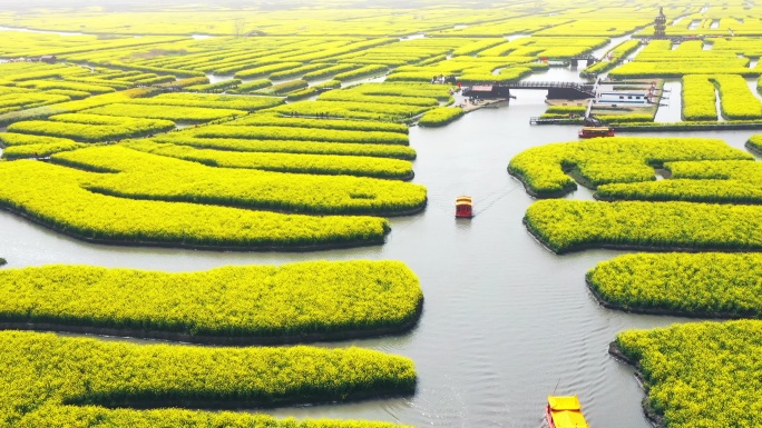 正版江苏兴化油菜花田