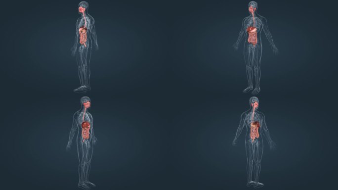 医学人体器官动画