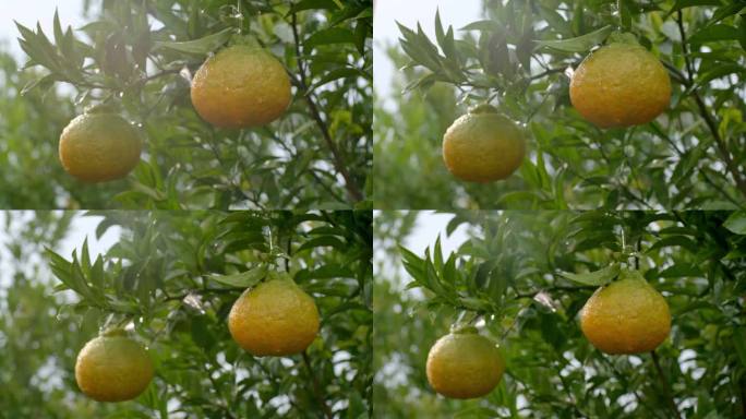 柑橘 橘子 露水 橘子树