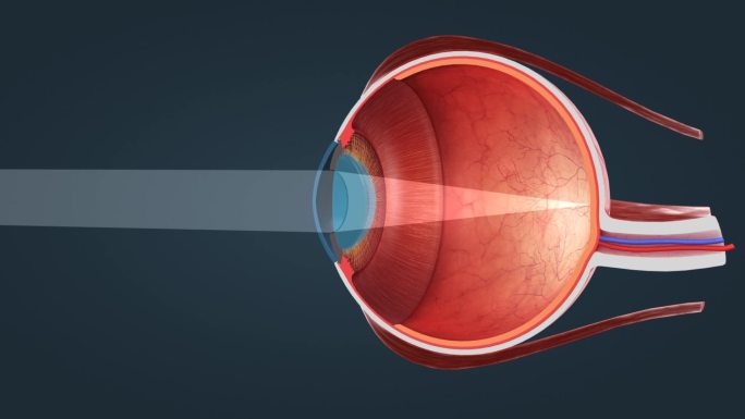 人眼 眼球 眼睛 视觉系统 视网膜