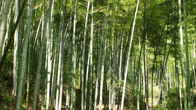 航拍江南浙江竹林竹山竹海唯美安静光影阳光