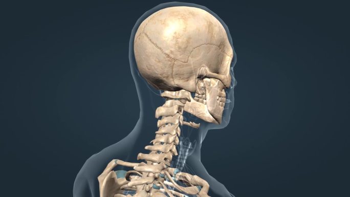 颈椎 颈部 颅骨 医学 人体 三维 动画