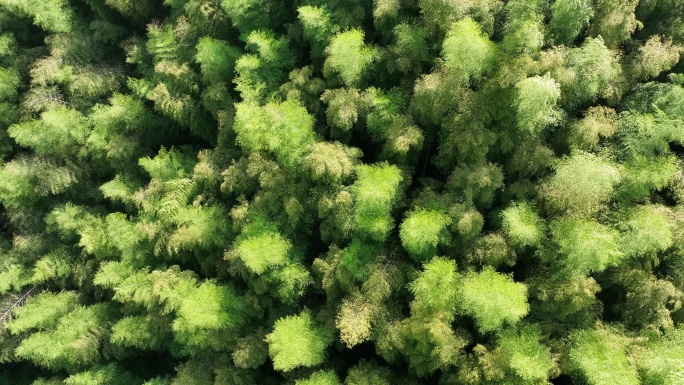 航拍江南竹林竹山竹海毛竹山国风实拍原素材