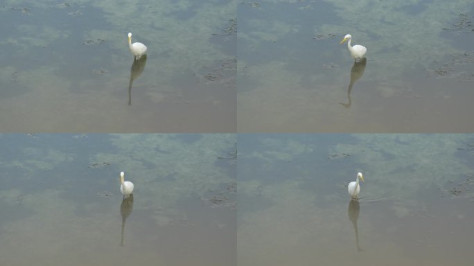 黄嘴白鹭 鸟类 水中觅食 动物 珍惜水禽