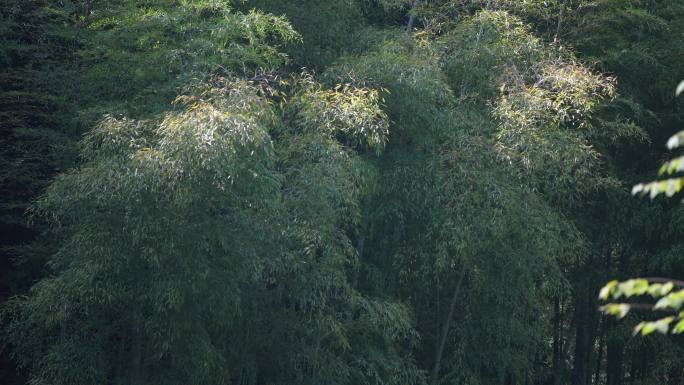 江南竹林竹山毛竹风吹竹叶飘舞唯美安静实拍