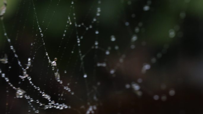 蜘蛛网上的雨滴