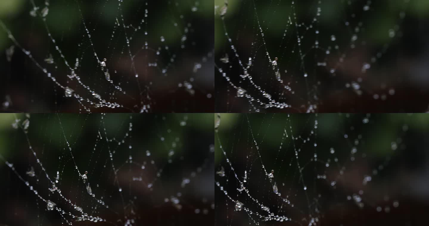 蜘蛛网上的雨滴