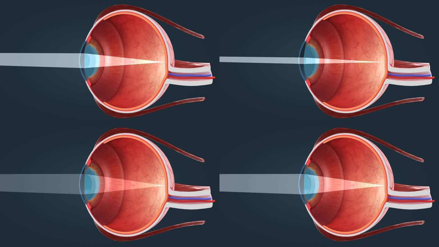视网膜。视杆细胞和锥细胞。向量插画图片素材_ID:132641475-Veer图库