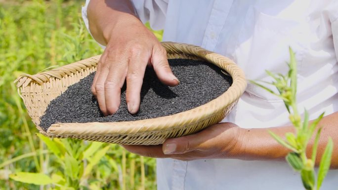 芝麻种植