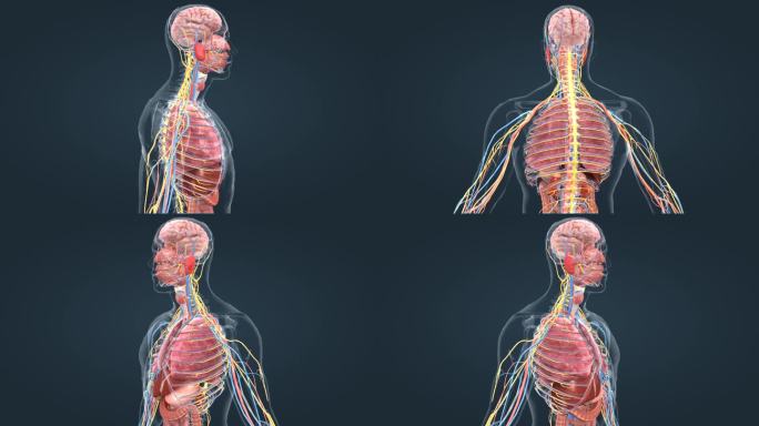 全息医学人体透明肺脏三维动画素材