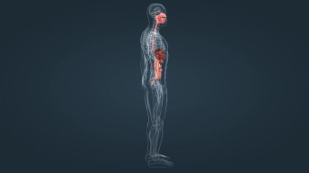 医学人体三维动画视频素材