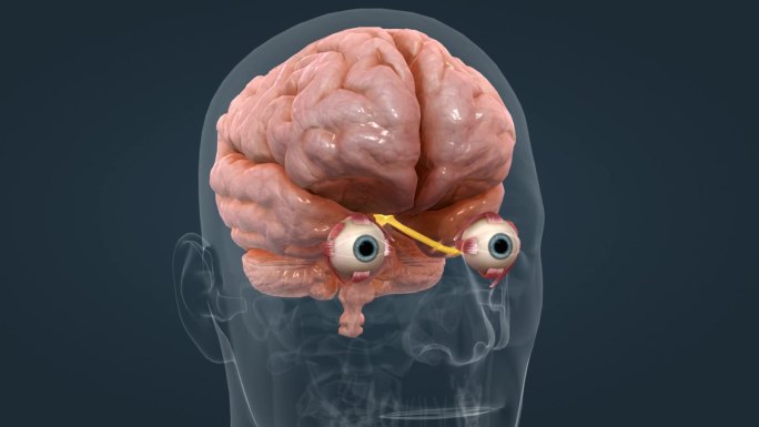 医学 人体 器官 眼珠 眼睛 人眼 动画