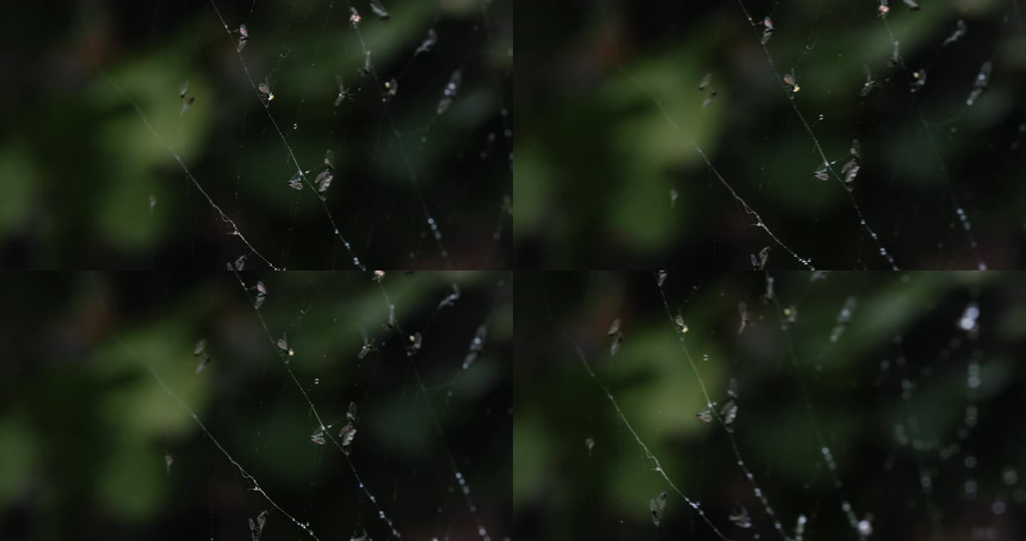 蜘蛛网上粘着的飞虫