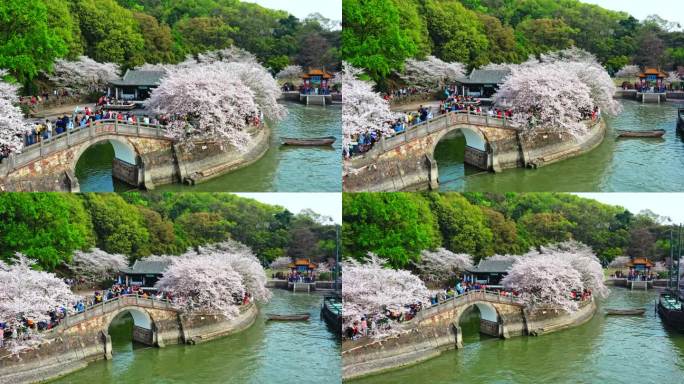 高清江苏无锡鼋头渚樱花