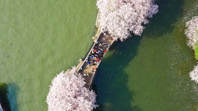 高清江苏无锡鼋头渚樱花