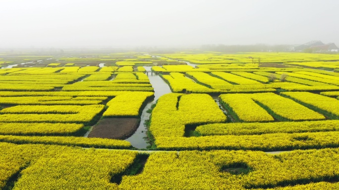 正版江苏兴化油菜花田