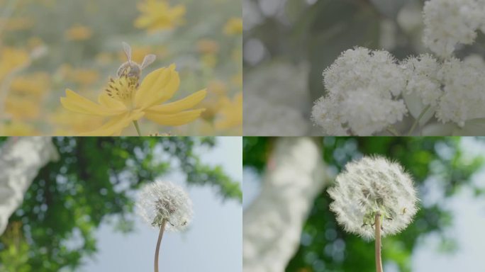 【4k】唯美空镜蜜蜂在花上
