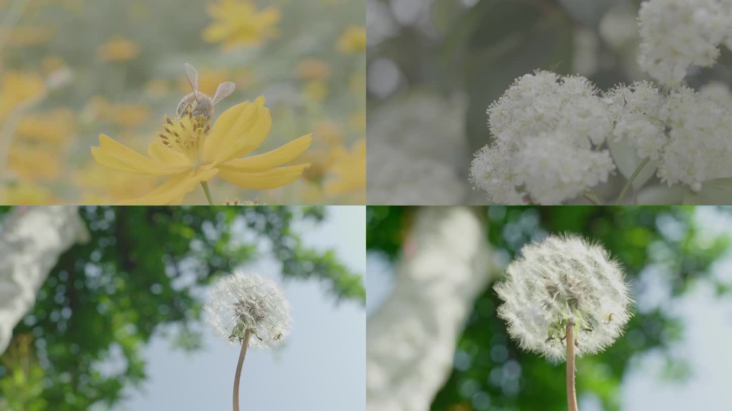 【4k】唯美空镜蜜蜂在花上