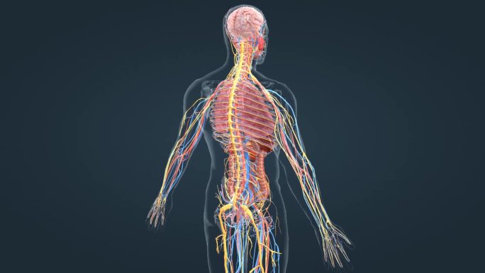 大脑神经循环系统医学三维人体动画展示