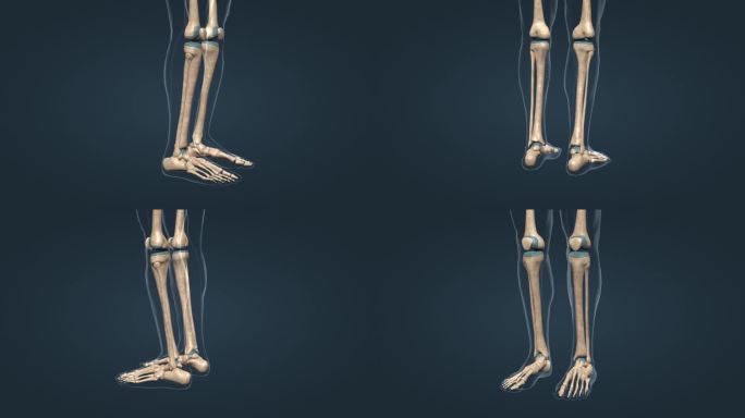 医学 人体 下肢骨 三维 动画