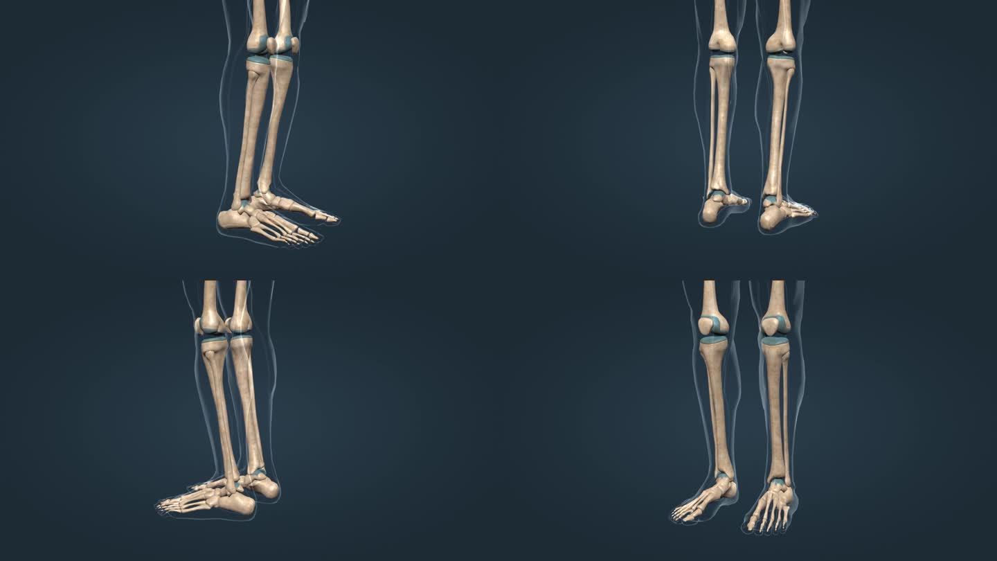 医学 人体 下肢骨 三维 动画