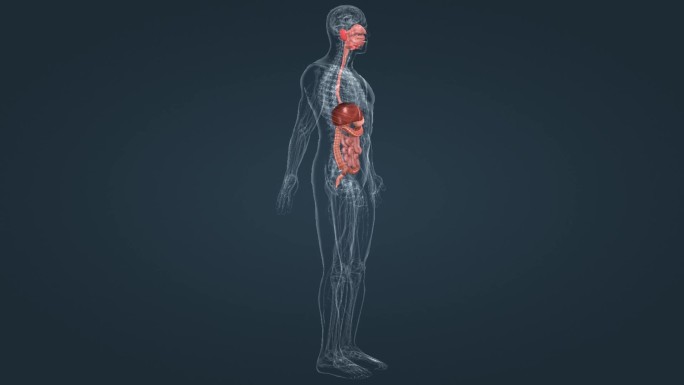 医学人体器官内脏肠胃三维动画
