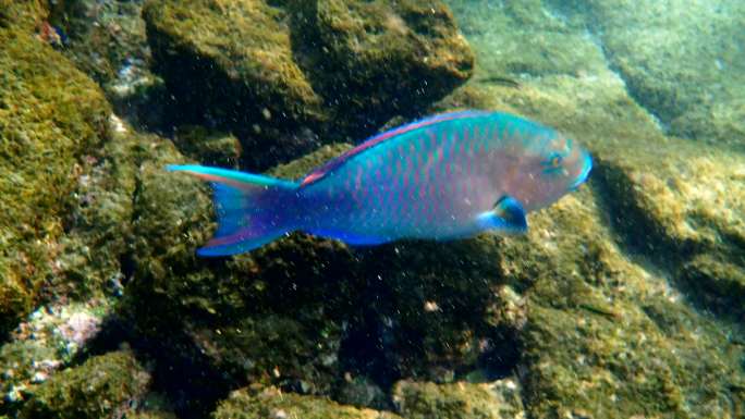 海洋生物，鹦鹉鱼海底生物鱼类