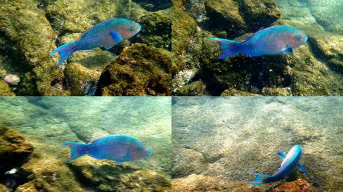 海洋生物，鹦鹉鱼海底生物鱼类