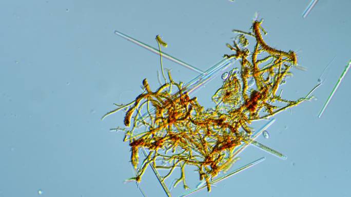 硅藻-微生物医学生命