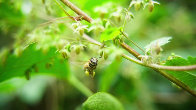 蜜蜂飞行采蜜特写慢镜头