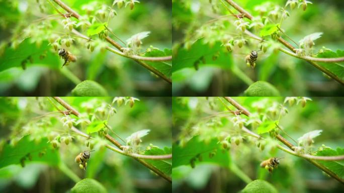 蜜蜂飞行采蜜特写慢镜头