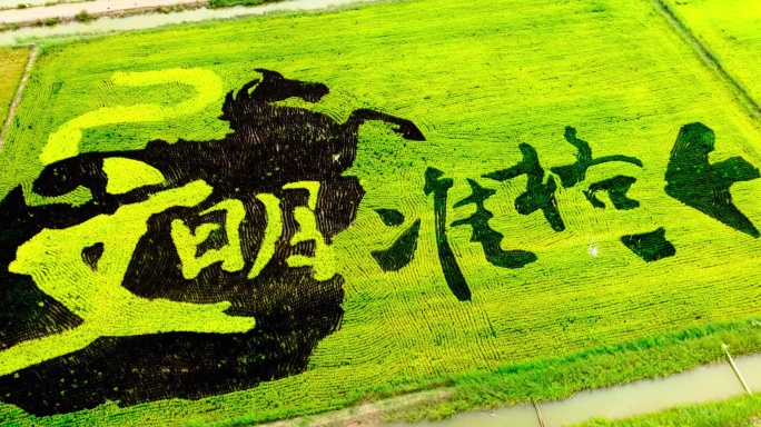 稻田风格旅游5K视频素材