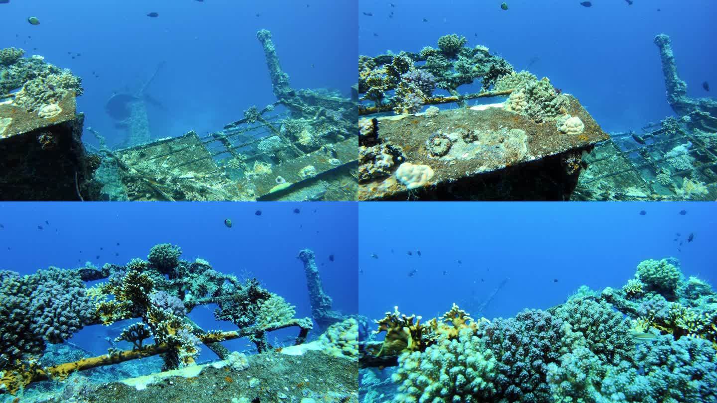 被珊瑚礁和热带鱼包围的著名沉船。红海潜水点