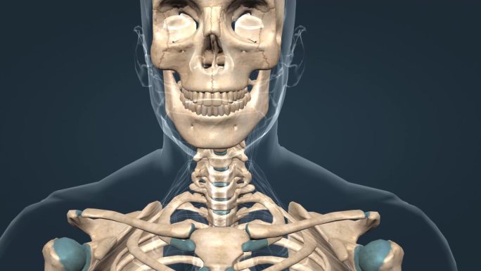 胸骨 肩胛骨 椎骨 医学 人体三维 动画