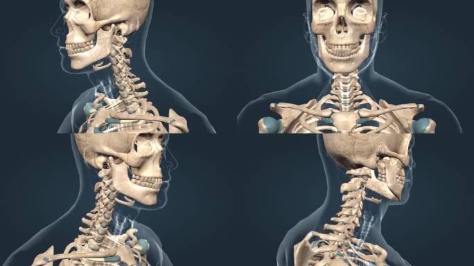 胸骨 肩胛骨 椎骨 医学 人体三维 动画