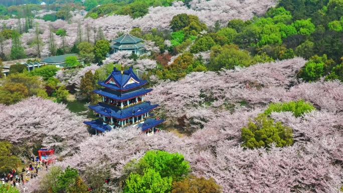 高清江苏无锡鼋头渚樱花