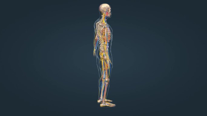 医学人体骨骼三维动画