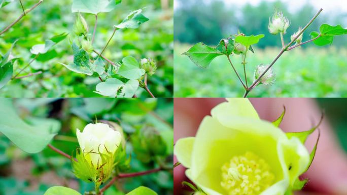 棉花开花棉花种植