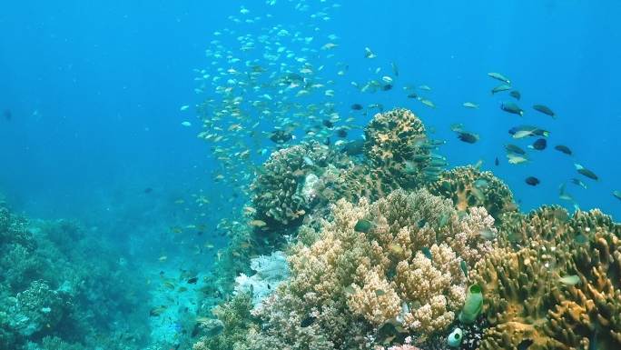 珊瑚礁附近海洋生物的水下视图