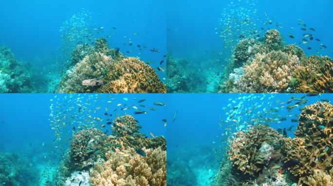 珊瑚礁附近海洋生物的水下视图
