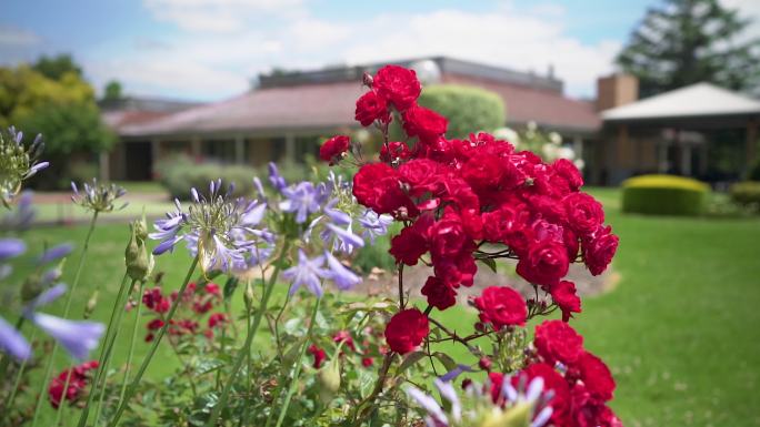 盛开的红玫瑰特写院中花朵花园洋房房地产