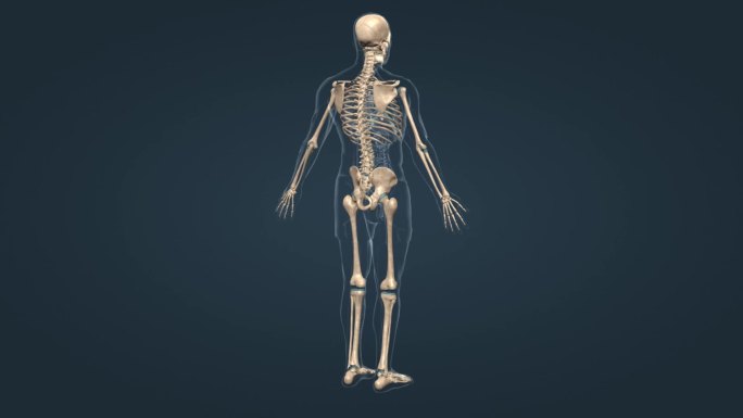 骨架 人骨 骨骼 医学 人体 三维 动画