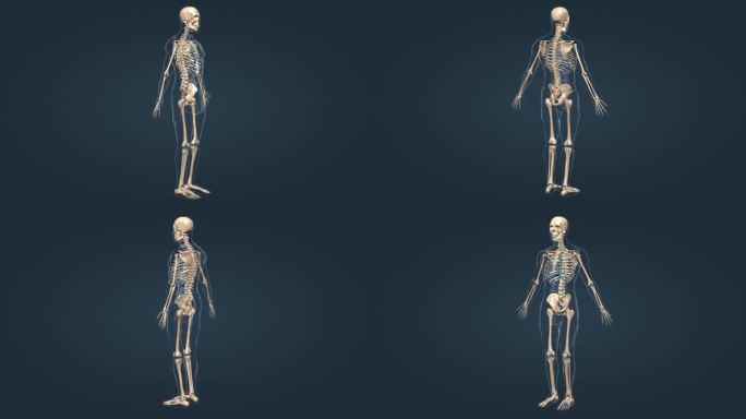 骨架 人骨 骨骼 医学 人体 三维 动画