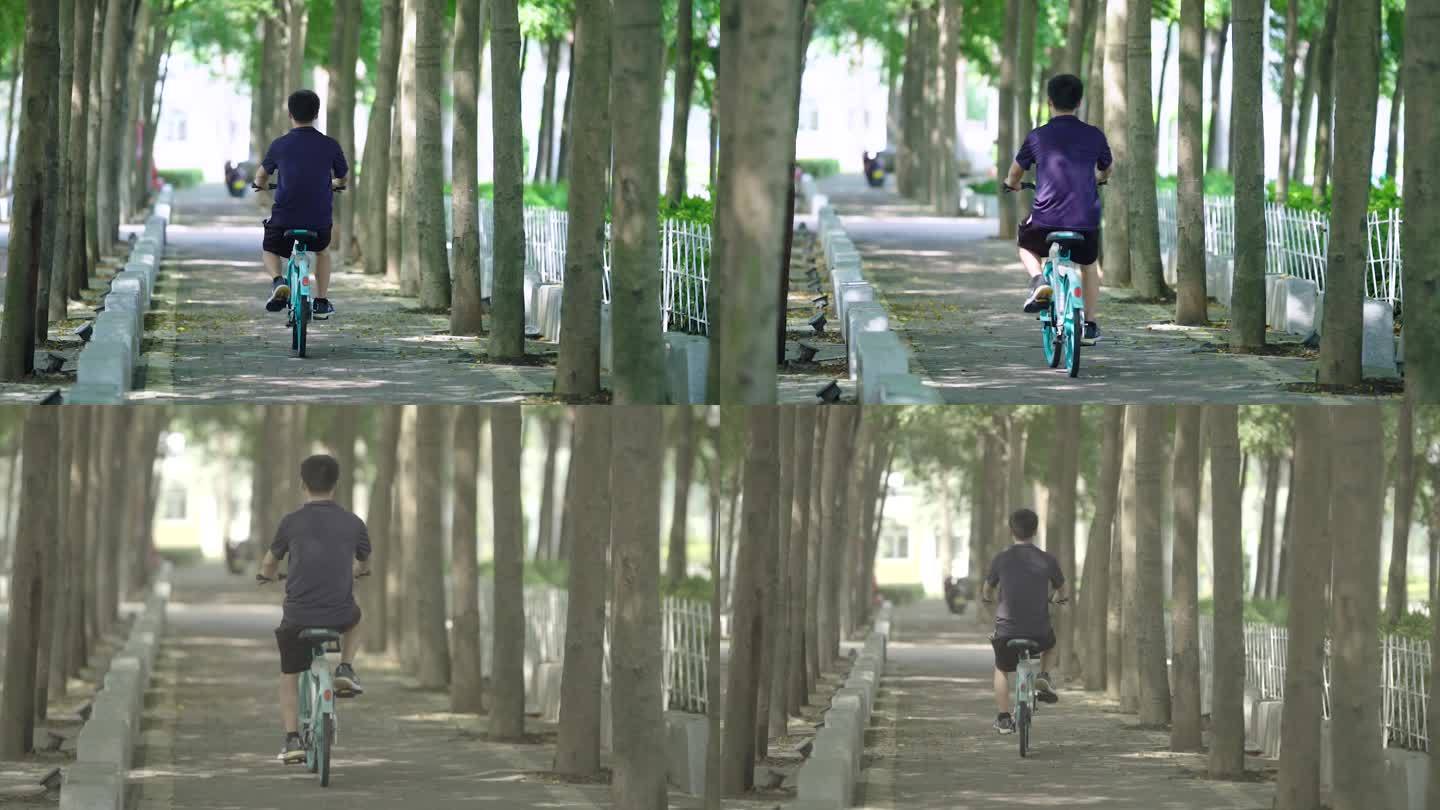 在林荫小道悠闲的骑着自行车