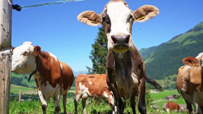 瑞士放牧牛牛群